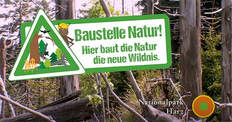 Walderneuerung im Harz