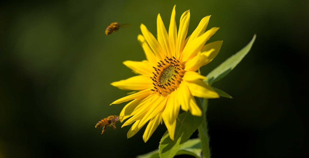 sonnenblume mit Biene